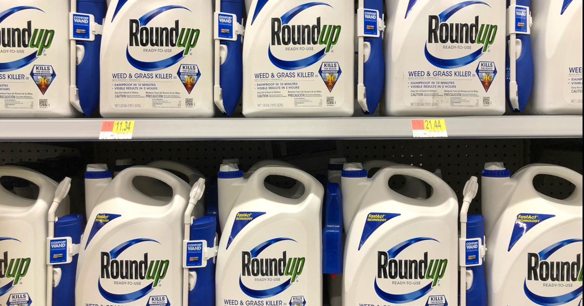 blue and white bottles of Monsantos glyphosate herbicide ROUNDUP on a store shelf