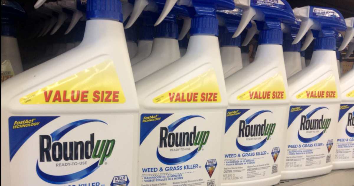 blue and white spray bottles of Monsantos Roundup herbicide on a store shelf