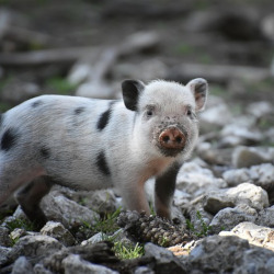 spotted baby piglet in a forest standing on rocks