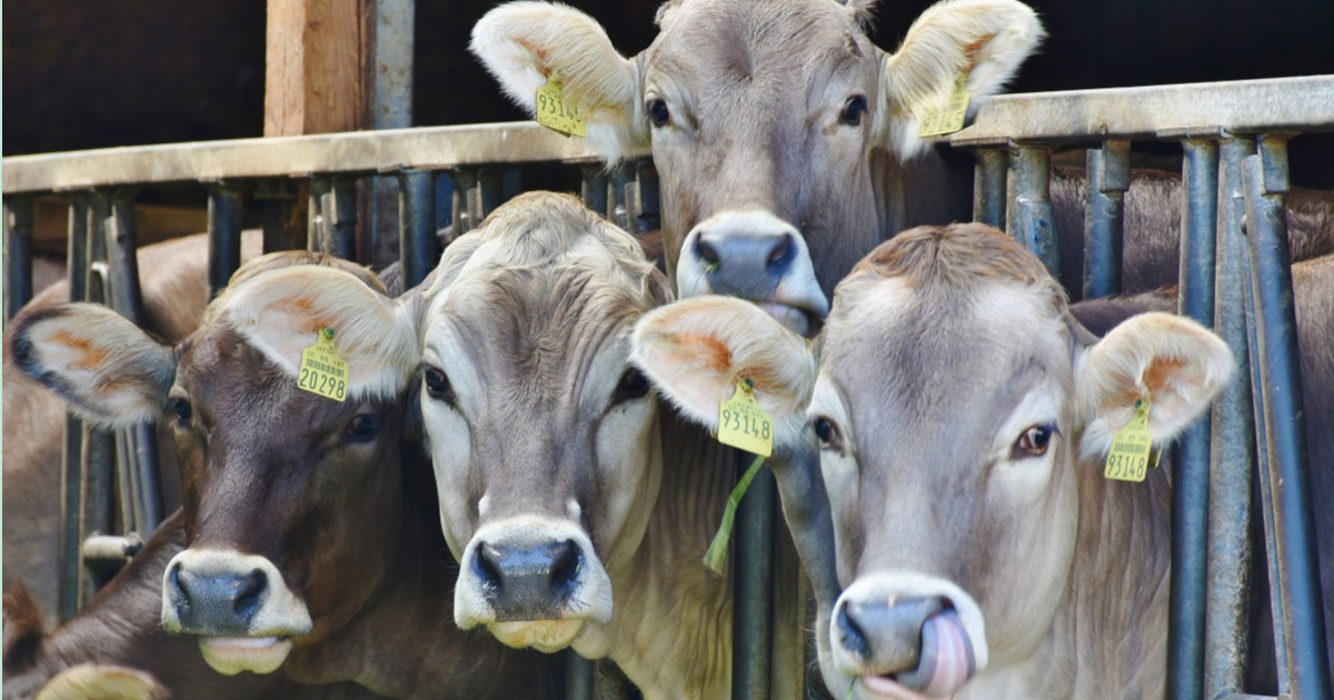 cows in a line at a dairy cafo