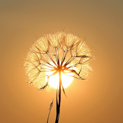 dandelion that has gone to seed in a silhouette of a sunset
