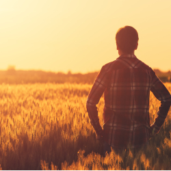farmer standing in a wheat field at sunset