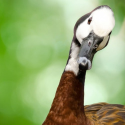 goose staring into camera with its head tilted