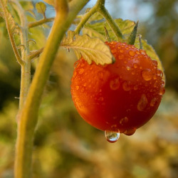 dew drops of water hanging on a tomato fruit and plant