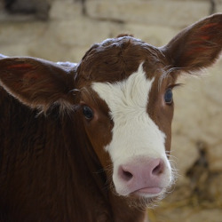 young brown cow calf with very long eyelashes tilting its head to the side in a barn