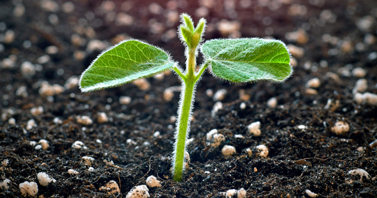 seedling sprout of a soy plant growing up through a dark colored soil