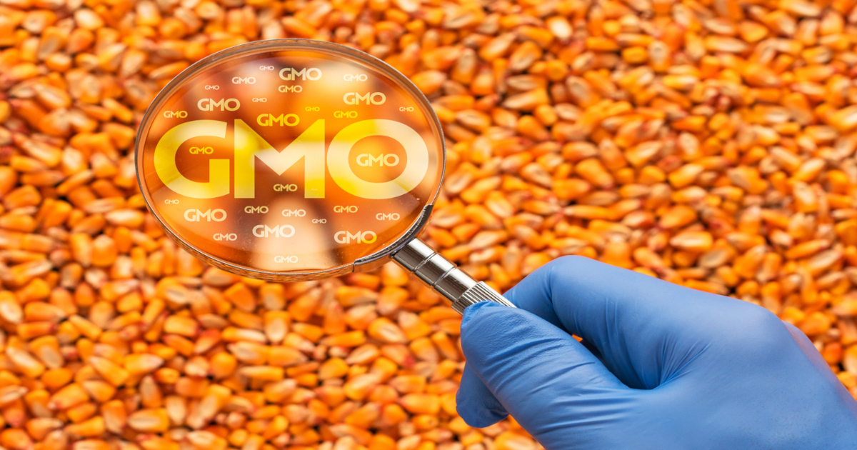 blue rubber glove on a scientists hand with a magnifying glass to a pile of yellow orange corn kernels with the letters GMO