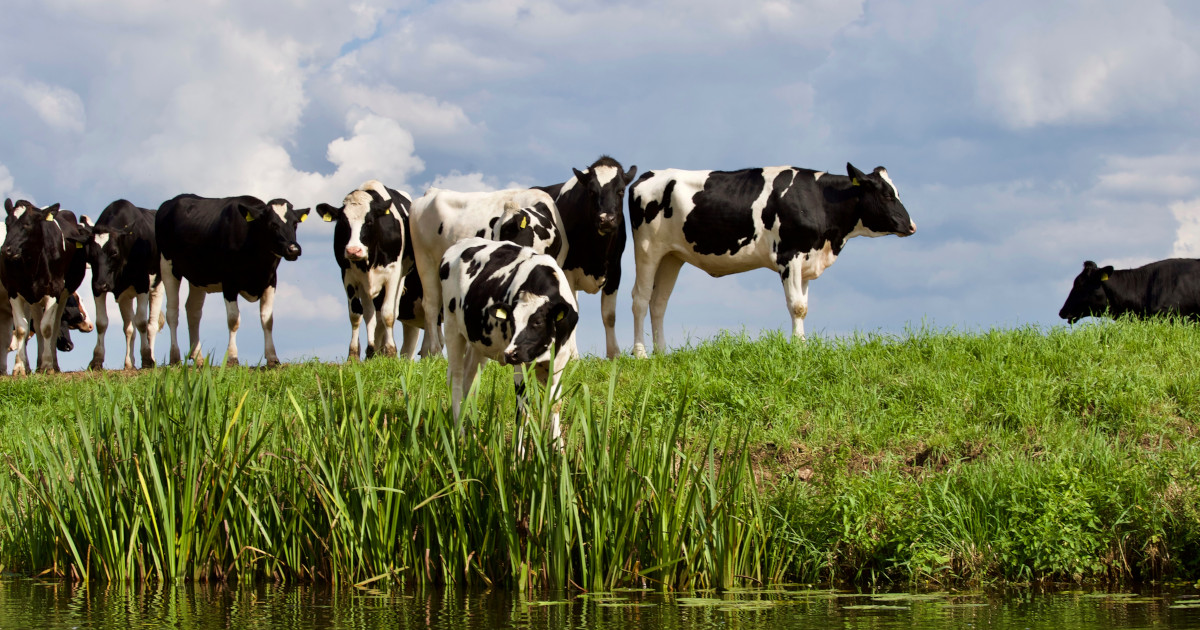 Cows standing in field by pond