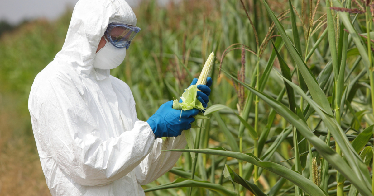 scientist in a hazmat suit inspecting an ear of corn in a gmo crop field