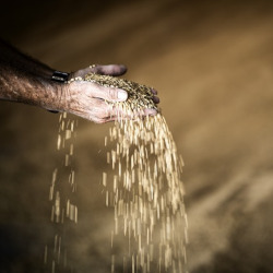 grains of wheat falling through a persons hands