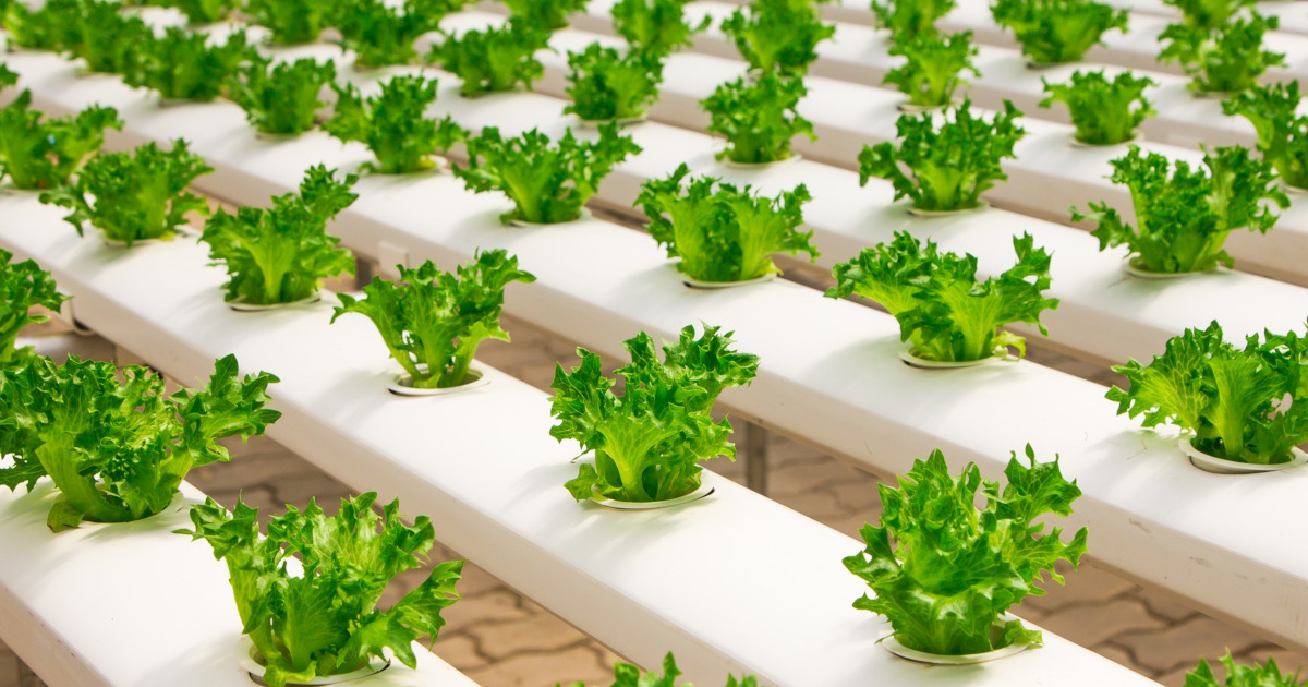 lettuce being grown in a hydroponic greenhouse