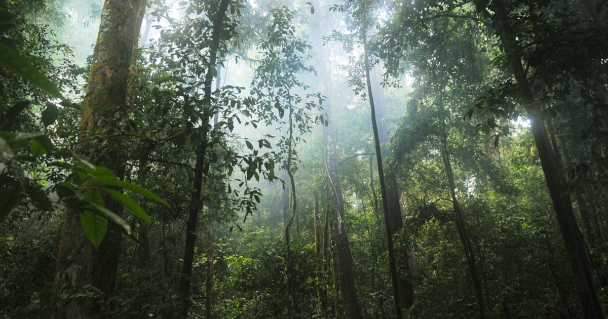view of rainforest trees from forest floor
