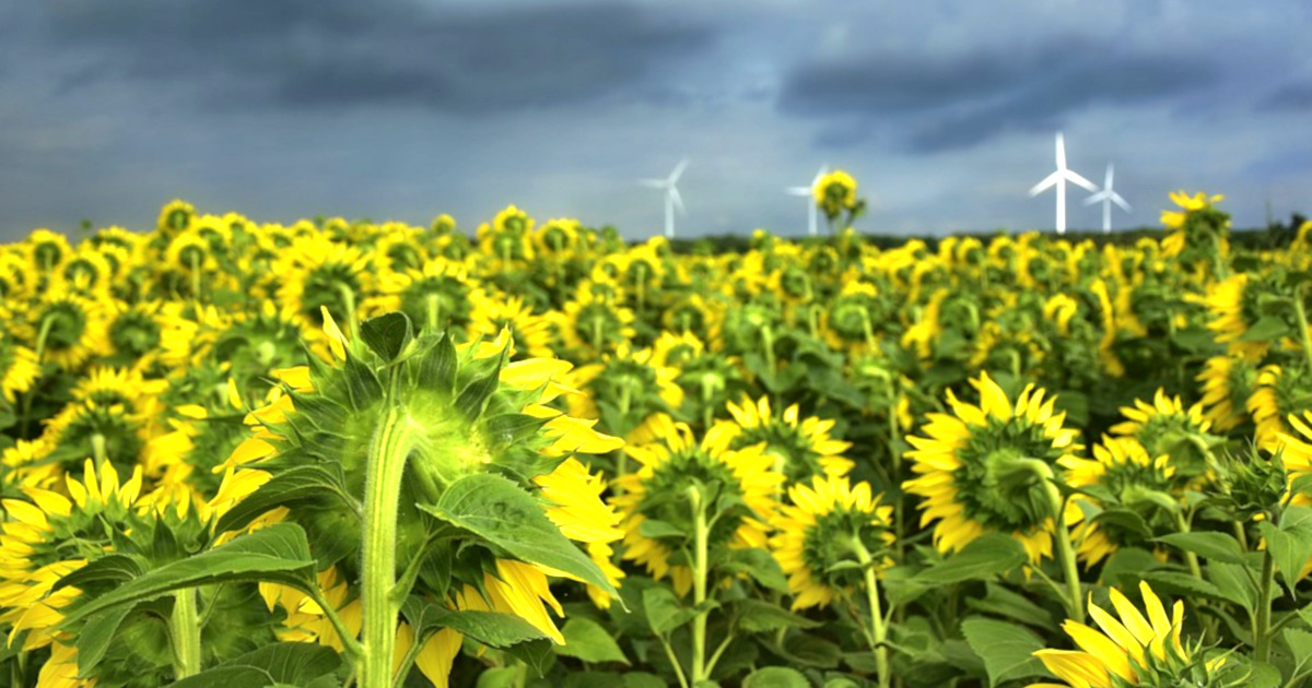 Sunflower field with wind turbines in background