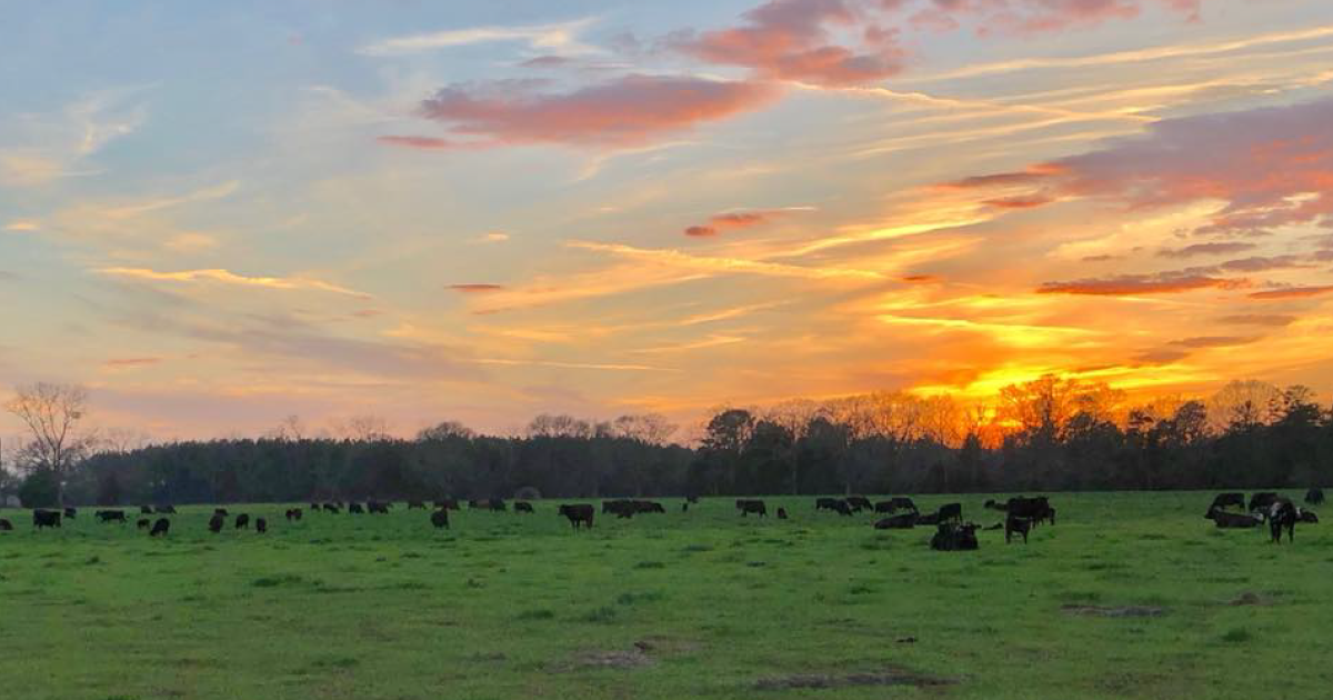Orange sunset with black cows on regenerative ranch
