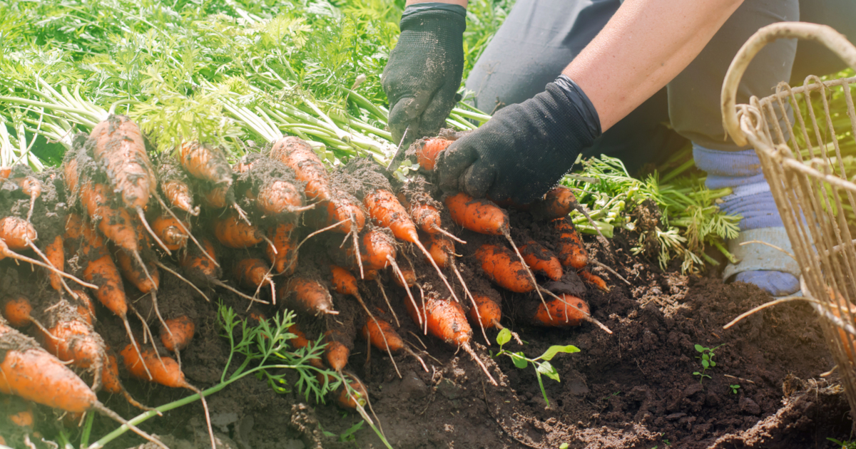 farmer in a field harvesting a crop of carrots