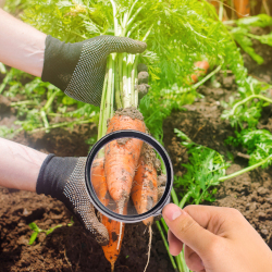 scientist inspecting a harvest of carrots in soil with a magnifying glass