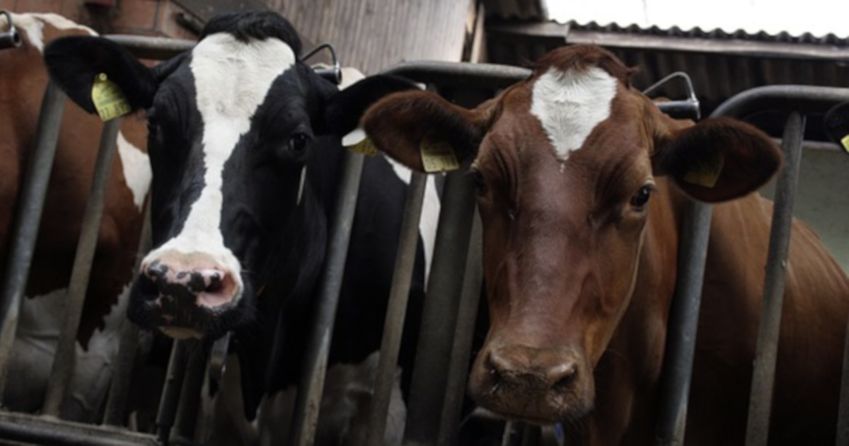 black white and brown cattle in a factory farm CAFO