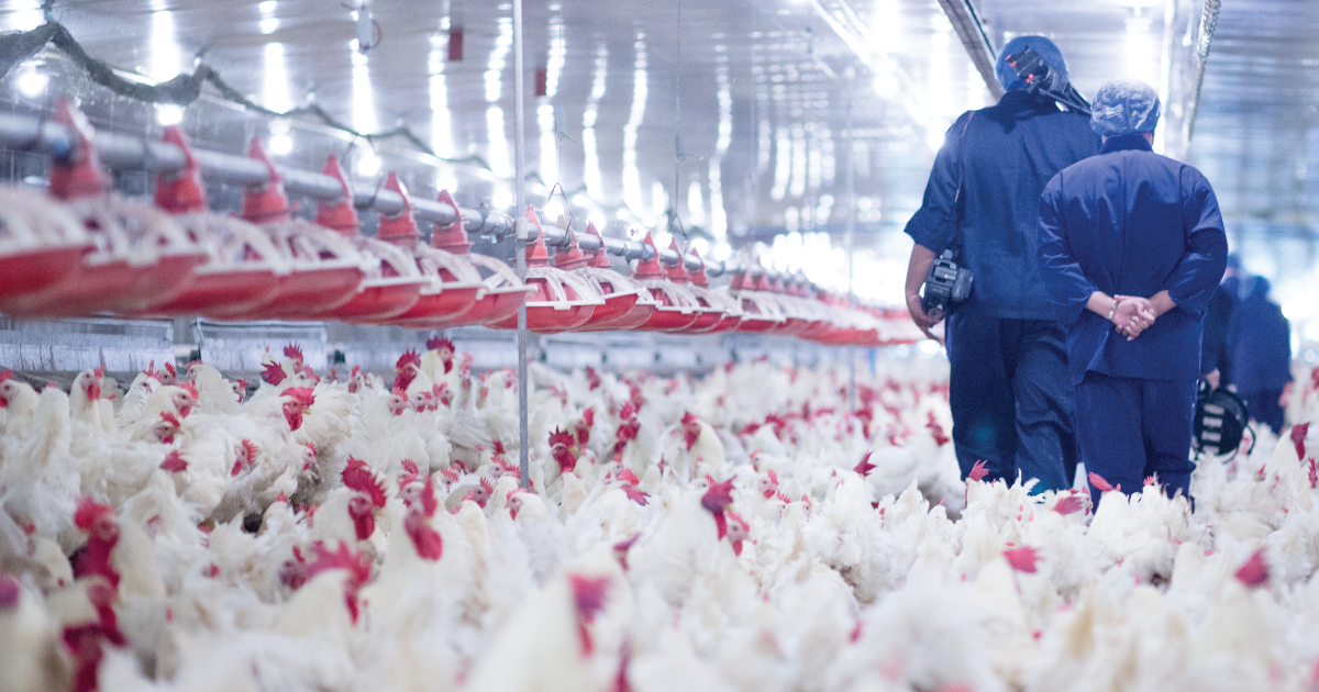 Factory farmed chicken.