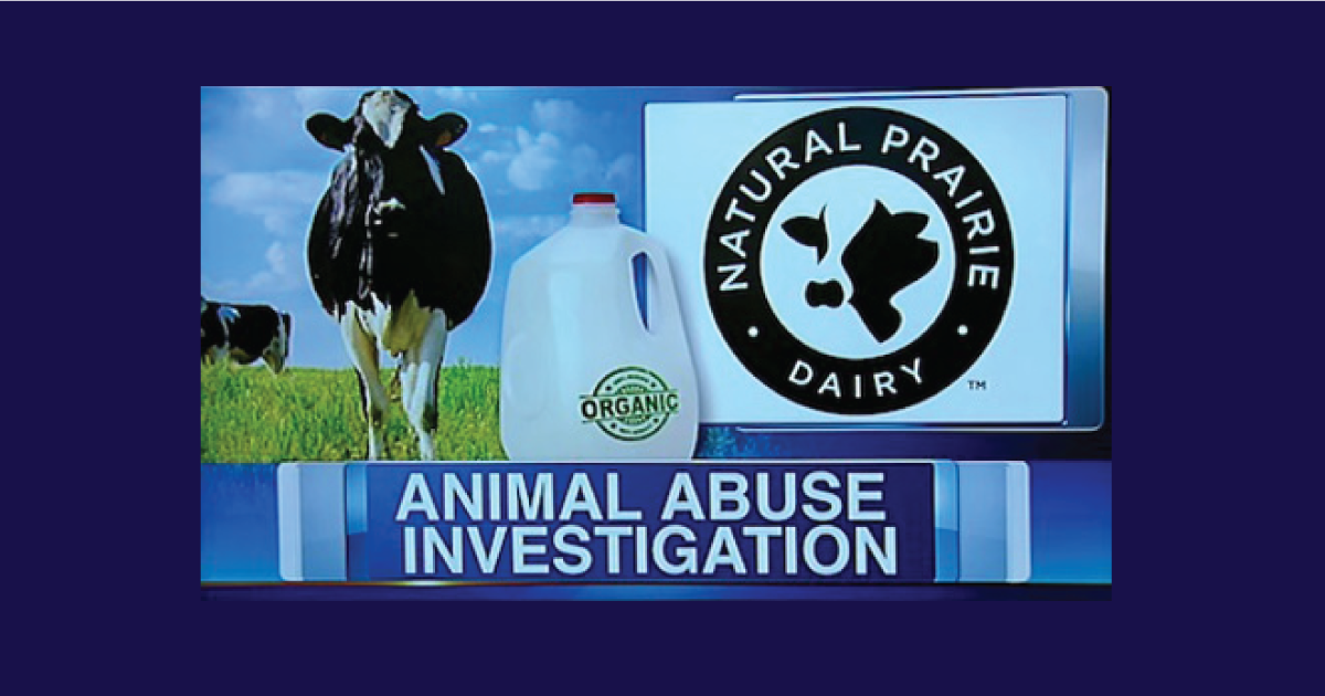 Natural Prairie Dairy on the news.