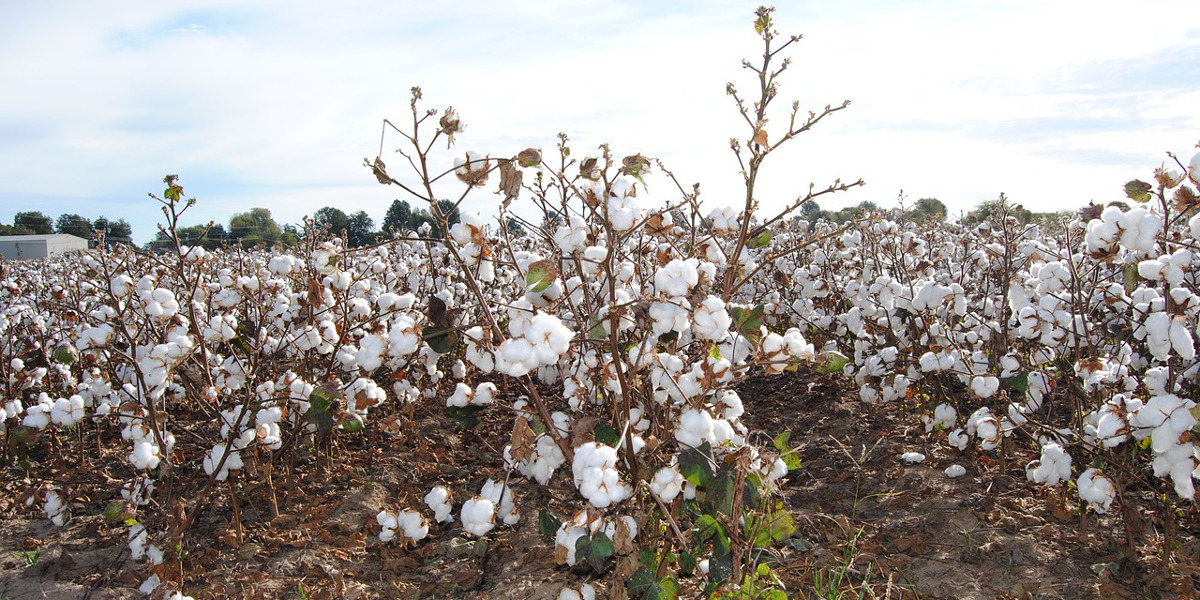 cotton growing in a field