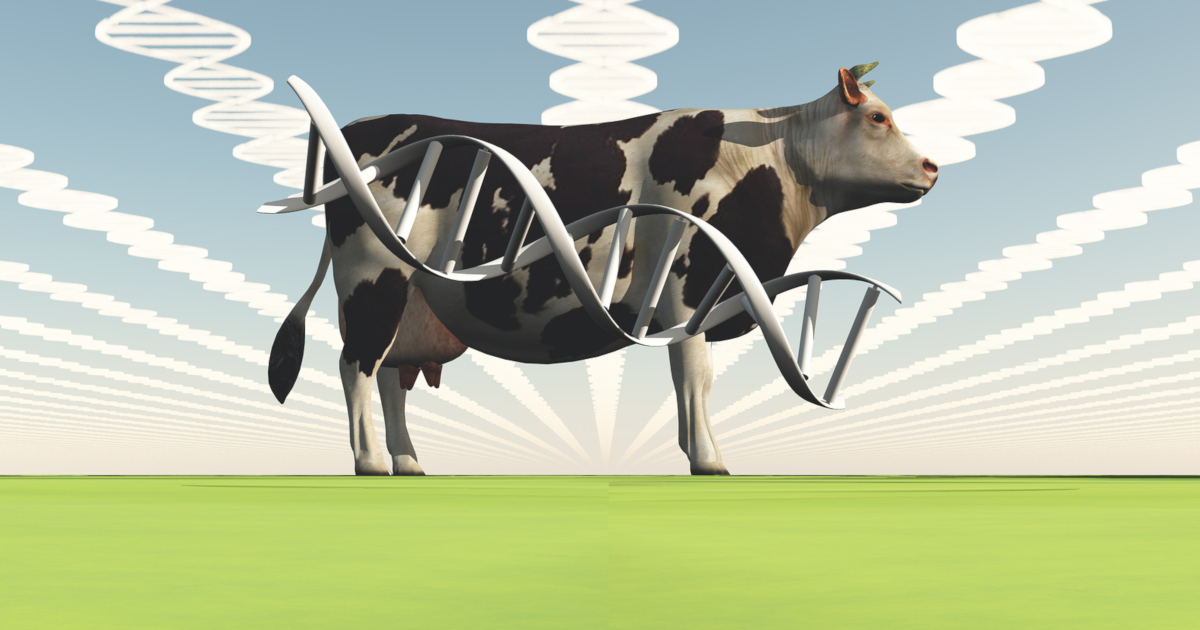 A cow surrounded by stylized DNA images