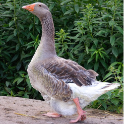 gray Landes goose