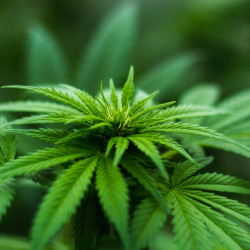 Cannabis plant close up