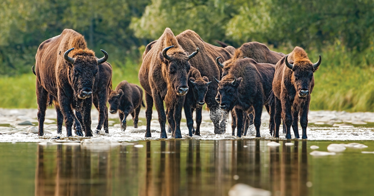 European bison.