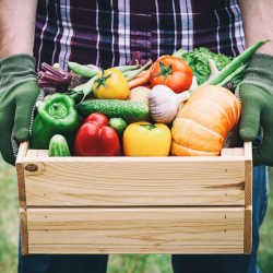 farmer holding a wooden box filled with peppers tomatoes and other vegetables from harvest