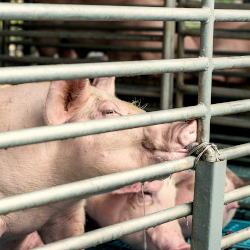 Pigs in stable cage