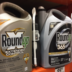 bottles of Monsantos Roundup glyphosate herbicide on a store shelf
