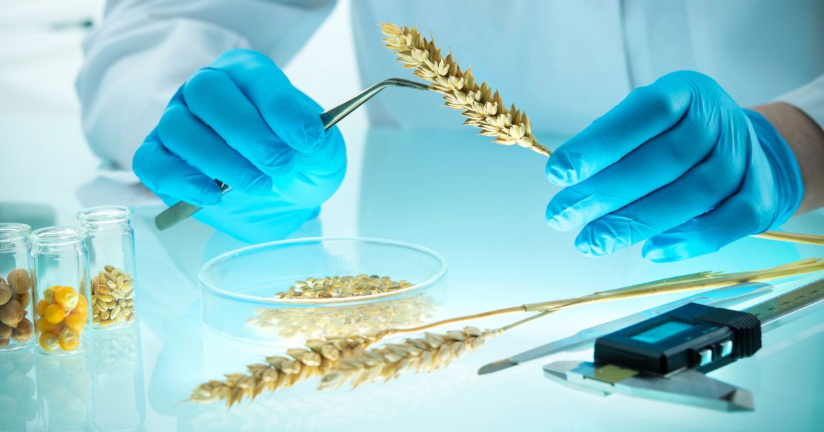 scientist in a laboratory inspecting gmo wheat grains