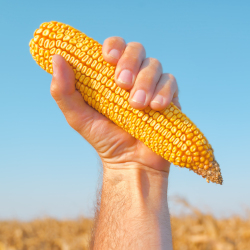 farmer in a crop field holding an ear of corn against a blue sky
