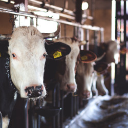 row of tagged cattle standing in a factory farm barn