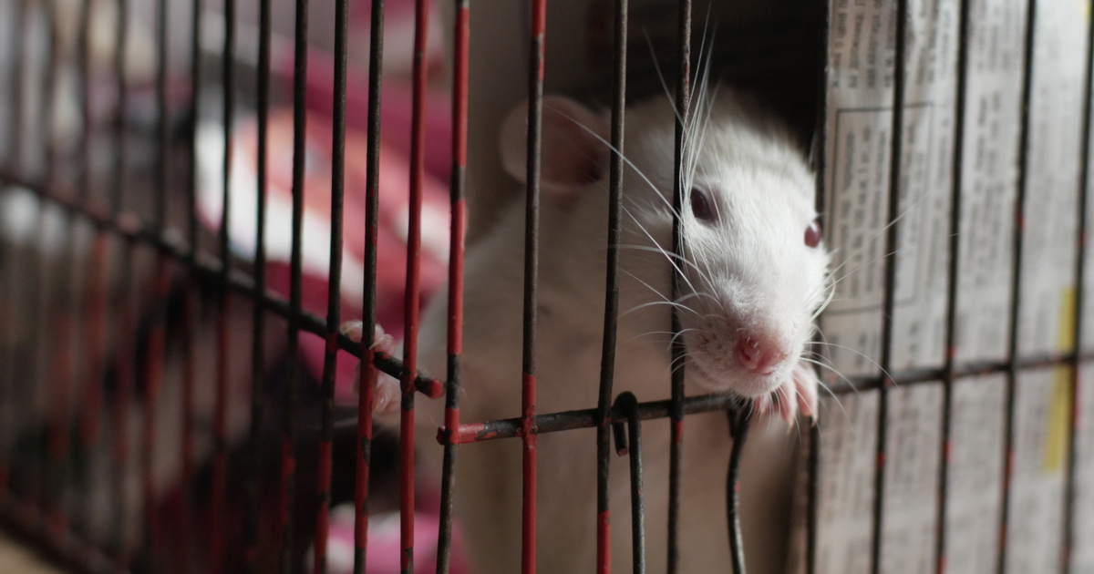 white lab rat in a cage for an experiment
