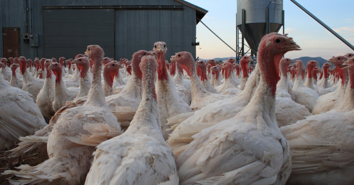 many white turkeys crowded together outdoors on a factory farm near a metal barn