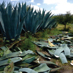 Agave and mesquite tree agroforestry