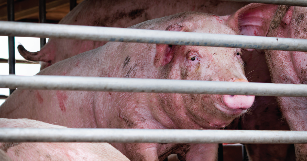 Pig in factory farm.
