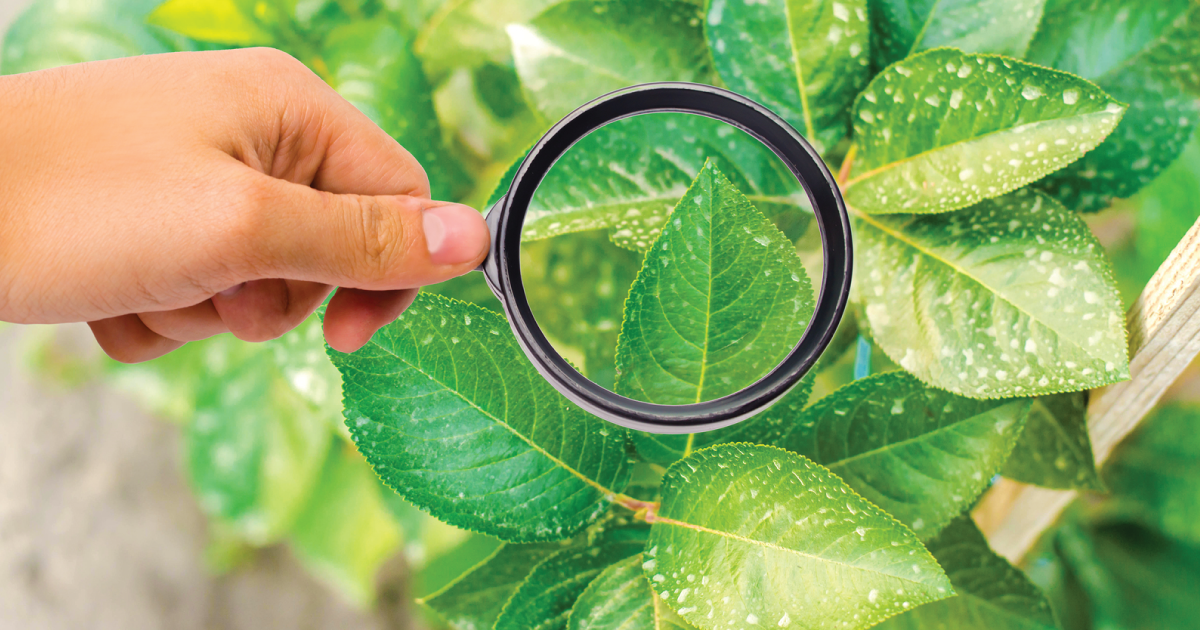 Looking at a plant through a magnifying glass.