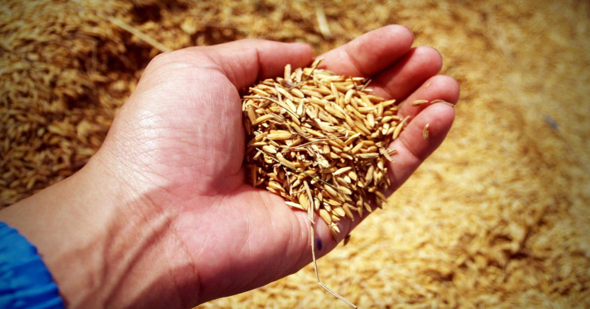 farmer in a field holding a handful of harvested rice grains