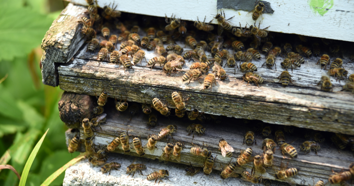 Bee flying to hives in an apiary with working bees flying to the landing boards