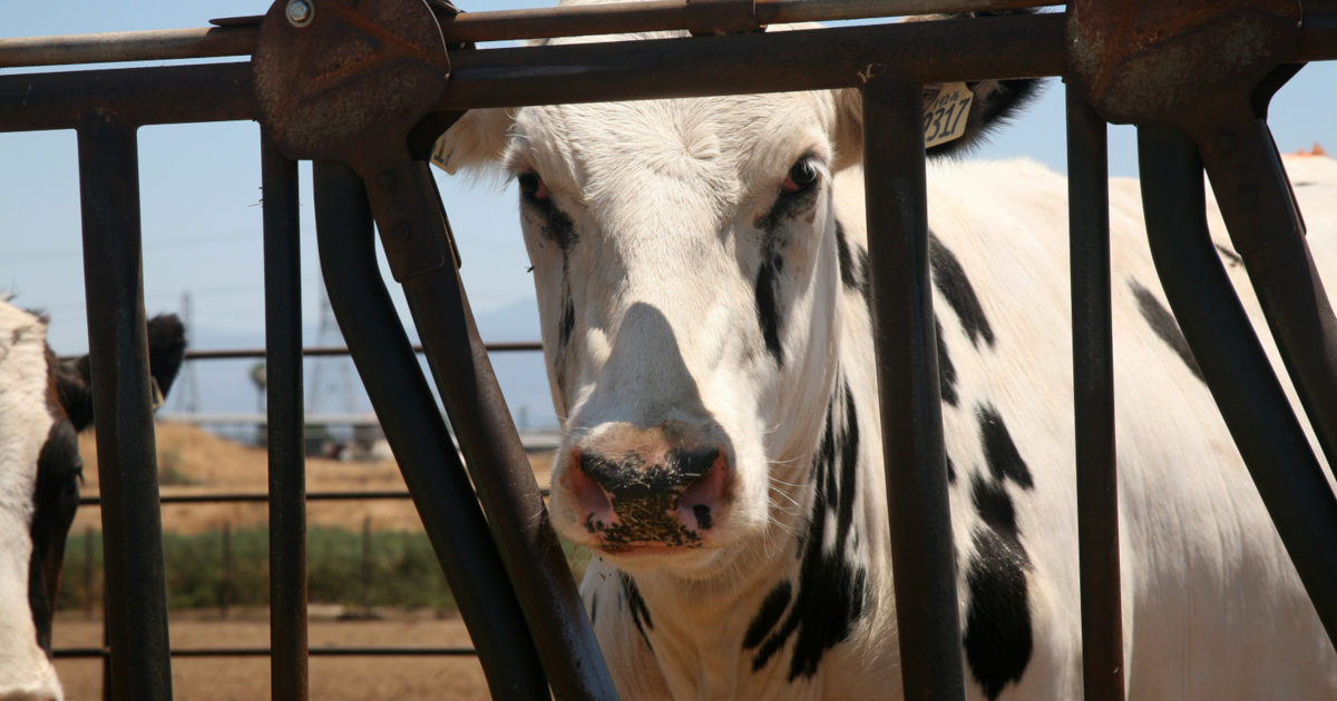 black and white dairy cow behind a metal fence on a factory farm CAFO