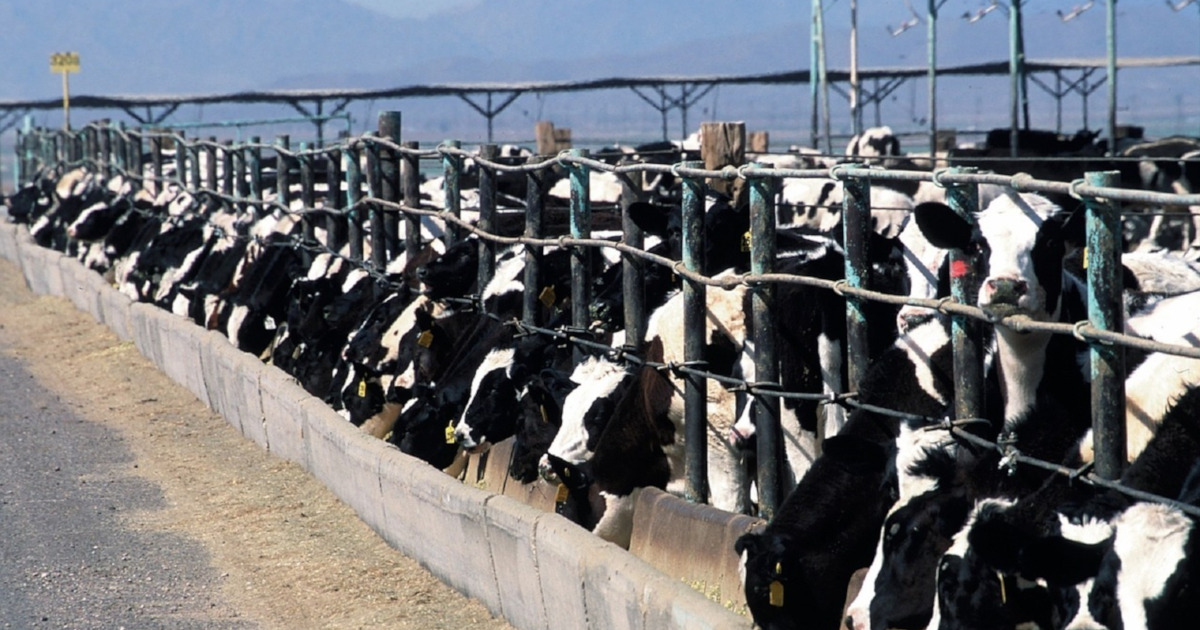 Cattle crowded in an outdoor feedlot feeding on grain