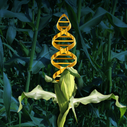 genetically modified ear of corn in a farm crop field