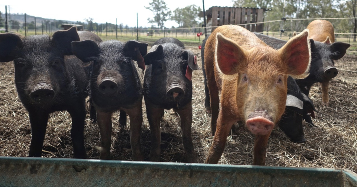 black and brown pigs in a pasture pen on a farm