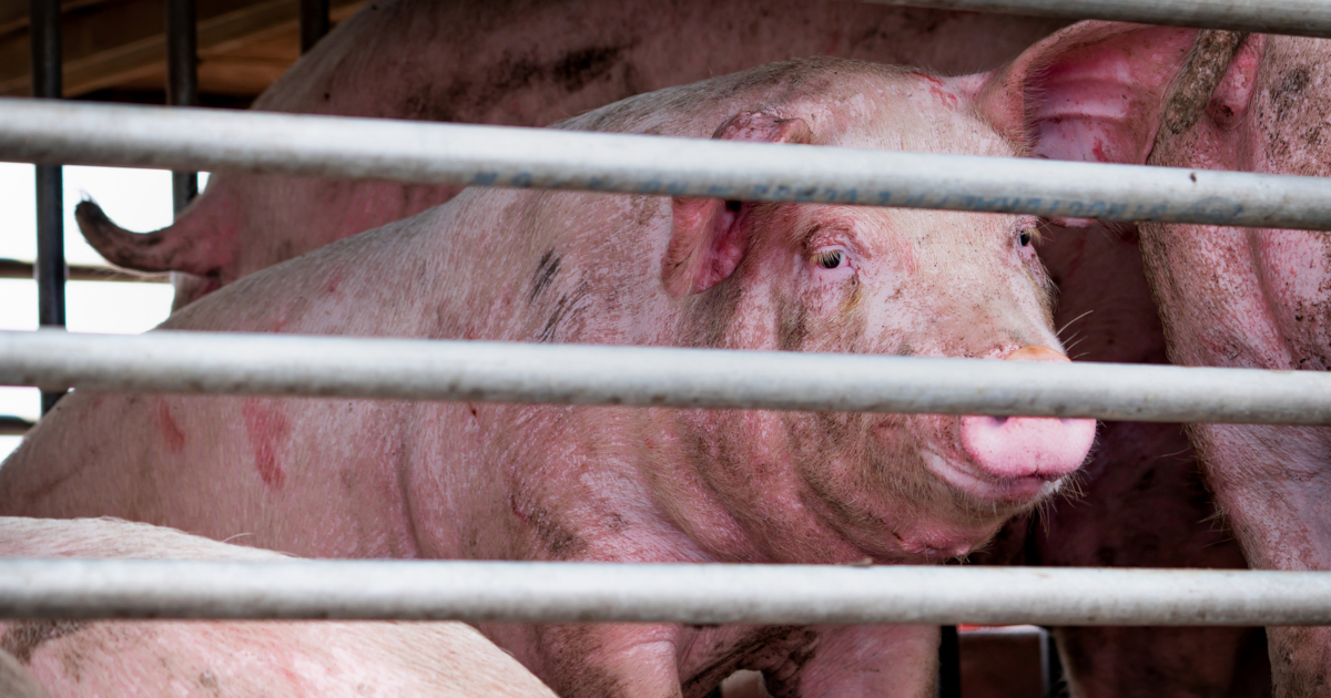 pink pigs in a metal cage on a factory farm CAFO