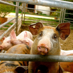 pigs in a fenced farm pen