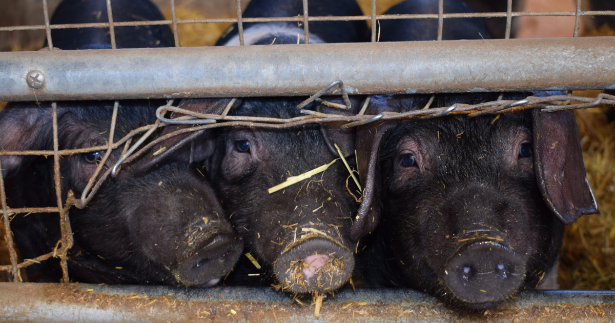 black pigs against a metal wire fence in a factory farm CAFO
