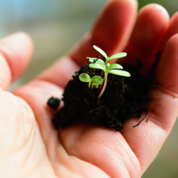 hand holding a pile of soil with a small green seedling growing