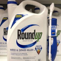 blue and white bottle of Monsantos glyphosate herbicide ROUNDUP on a store shelf